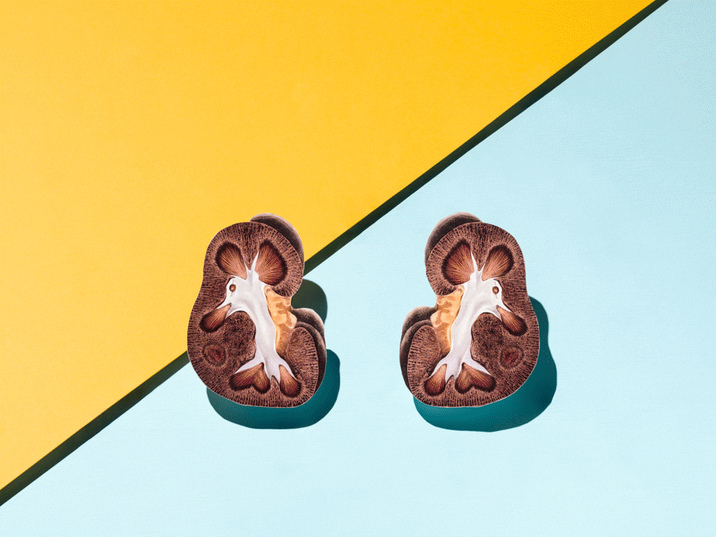 Animated photographic gif of a flat surface split between the colours blue and yellow on the diagonal. In the centre of the frame is an illustration of a cross section through two kidneys. Around the kidneys, small model figures appear one-by-one. The male figures are coloured yellow and gather on the yellow background. The female figures are blue and gather on the blue background. In the centre is a red figure that whose gender is unknown.