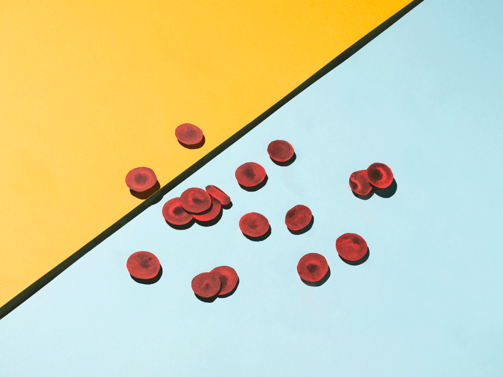 Animated photographic gif of a flat surface split between the colours blue and yellow on the diagonal. In the centre of the frame is an illustration of red blood cells. Around the red blood cells, small model figures appear one-by-one. The male figures are coloured yellow and gather on the yellow background. The female figures are blue and gather on the blue background.